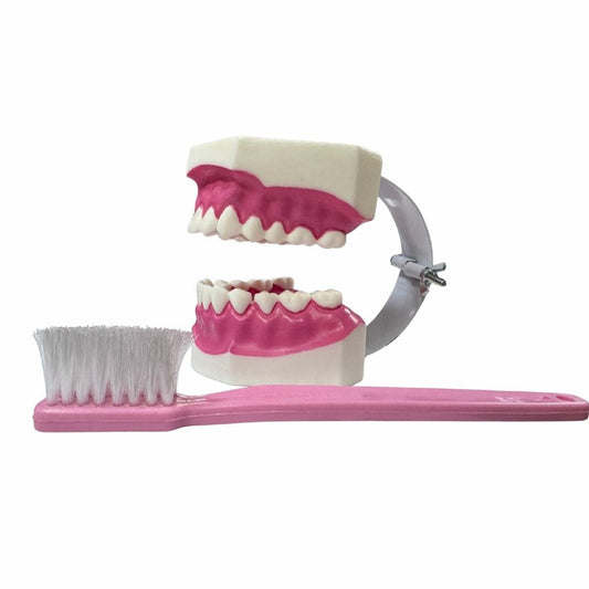 Macromodelo Plastico. El macromodelo con cepillo es una herramienta utilizada en odontología para la enseñanza y el a...