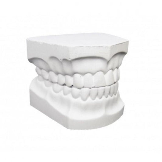Modelo en Yeso Pkt Dentado. Modelos en Yeso Pkt Materiales de estudio. Disponible en ForDental.