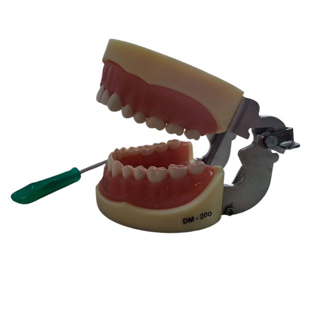 Modelo Articulado Typodont Dyma 200W. El Modelo Articulado Typodont Dyma 200W, posee la misma morfología que el model...