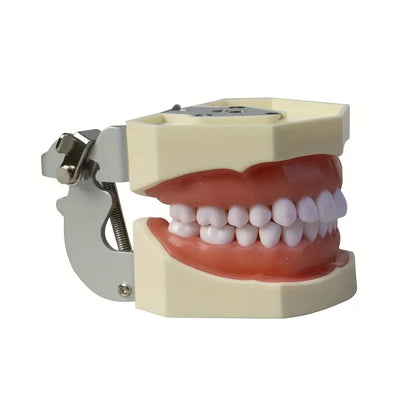 Modelo Articulado Typodont Dyma 200W